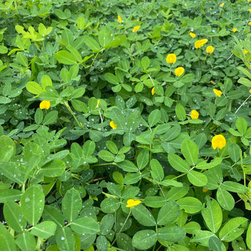 Runner Peanut Seeds