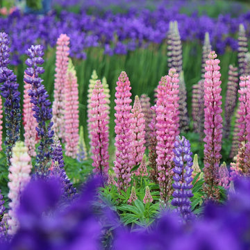 Lupine Seeds – Wildflower Pink