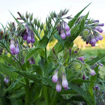 Russian Comfrey Seeds - Herbal Plant
