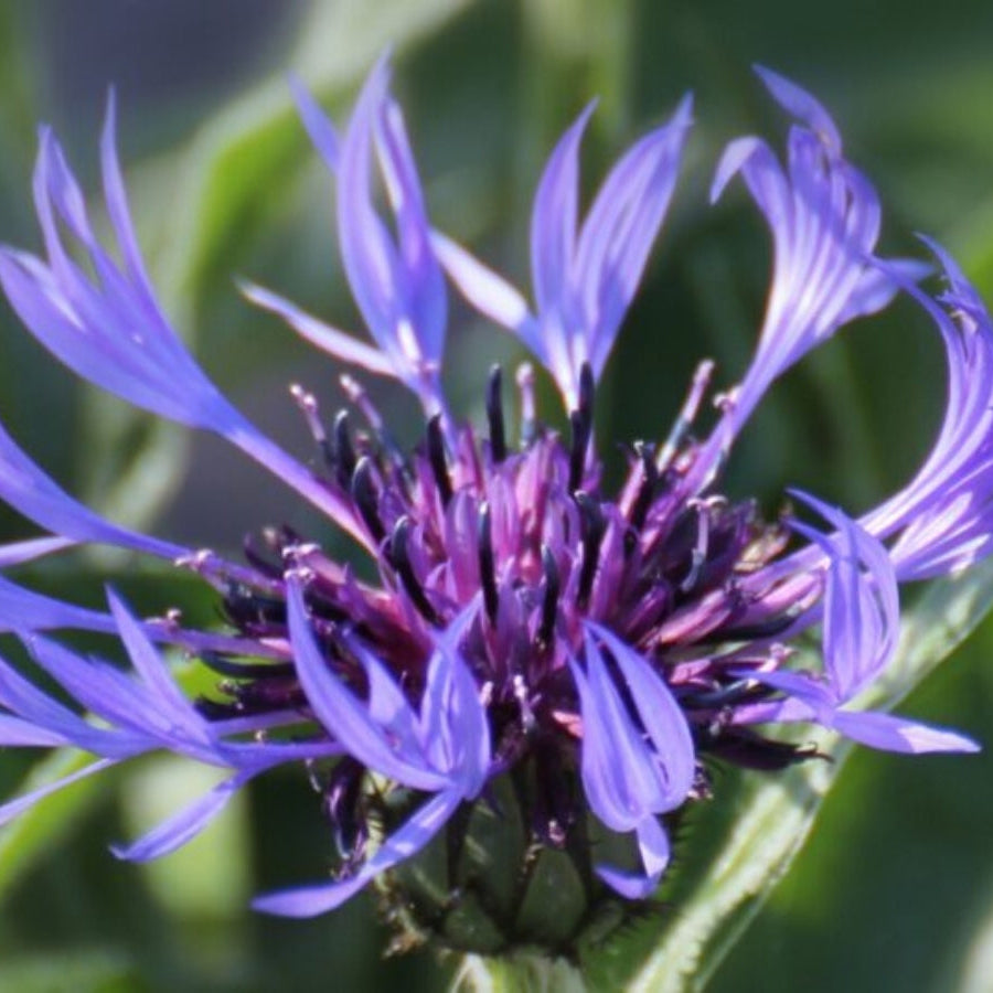 Russian Night Violet Seeds