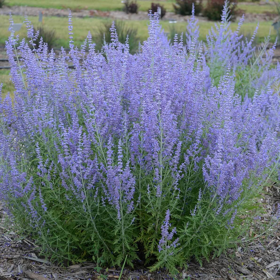 Russian Sage Seeds - Flower Plant