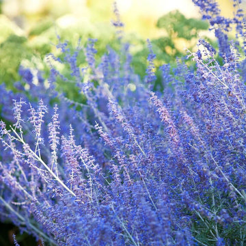 Russian Sage Seeds - Flower Plant