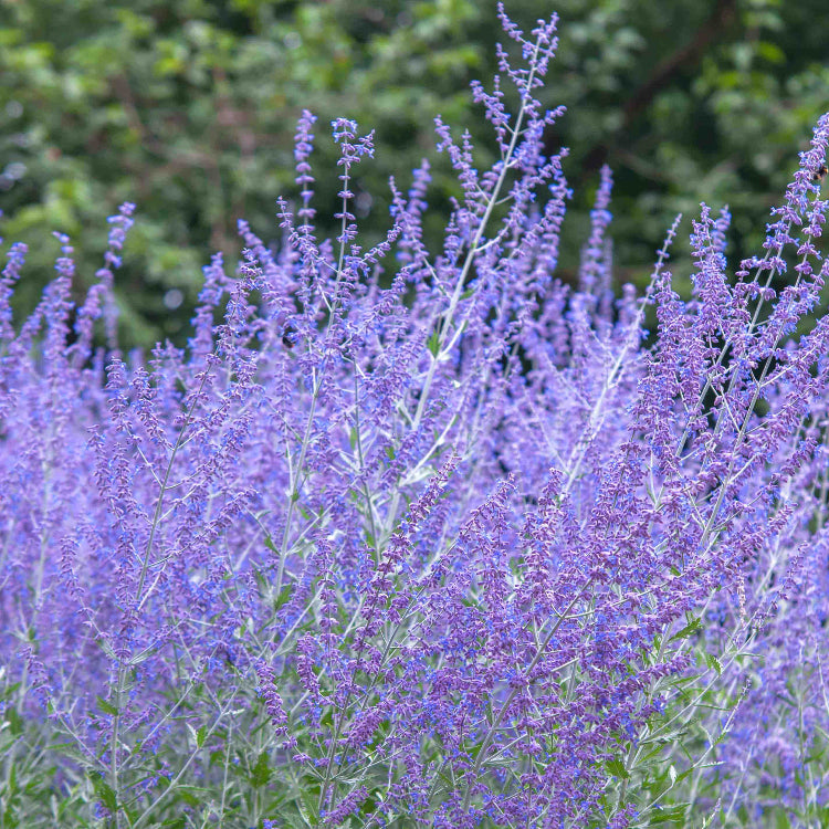 Russian Sage Seeds - Flower Plant