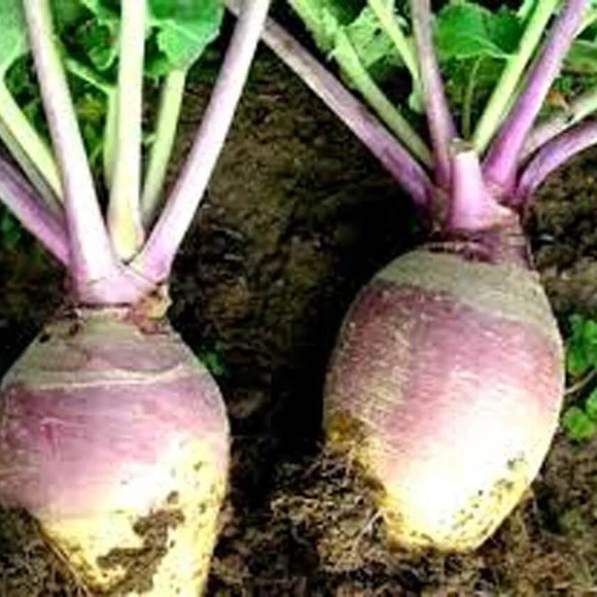 Rutabaga Seeds – Amerikanische Lila Top