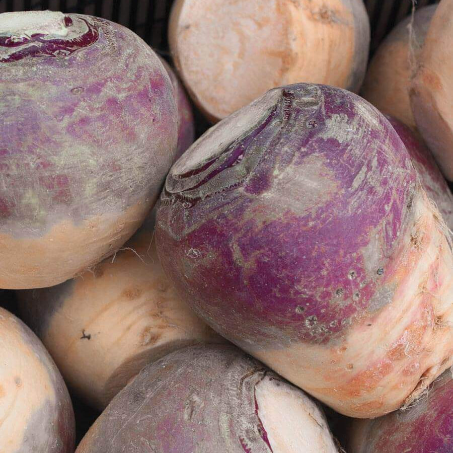 Rutabaga Seeds – Brown Purple