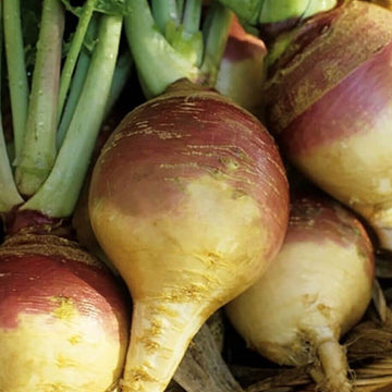 Rutabaga Seeds – Brown Purple