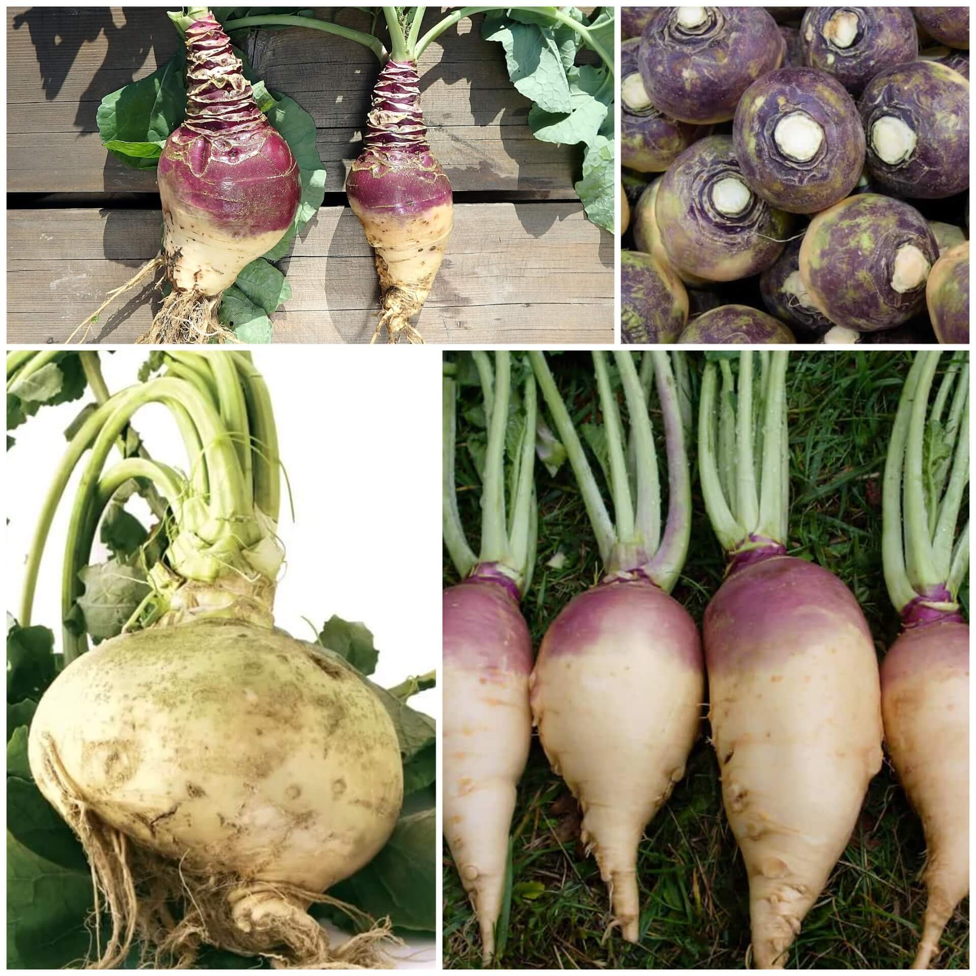 Rutabaga Seeds - All In One For Home Gardens