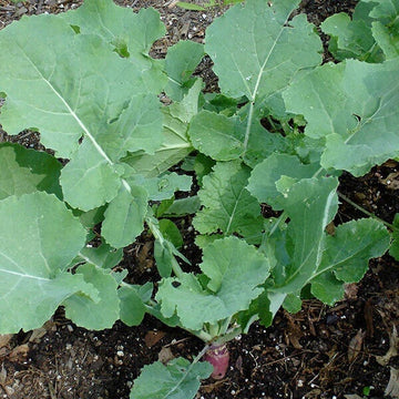 Rutabaga Seeds - All In One For Home Gardens