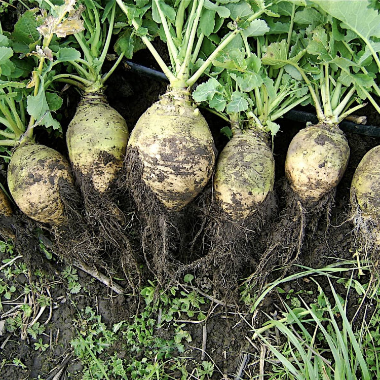 Rutabaga Seeds - All In One For Home Gardens