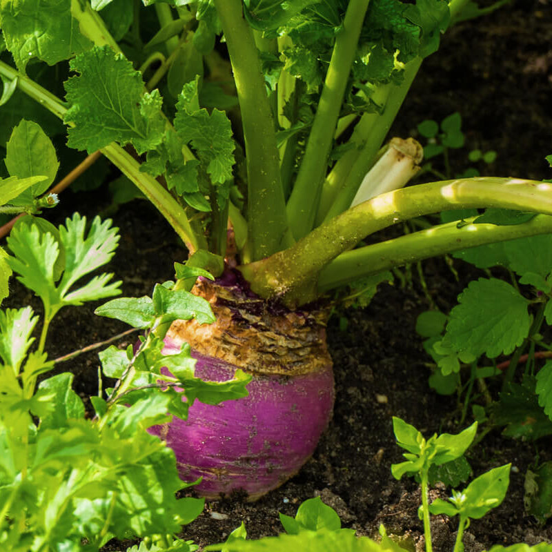 Rutabaga Seeds - All In One For Home Gardens