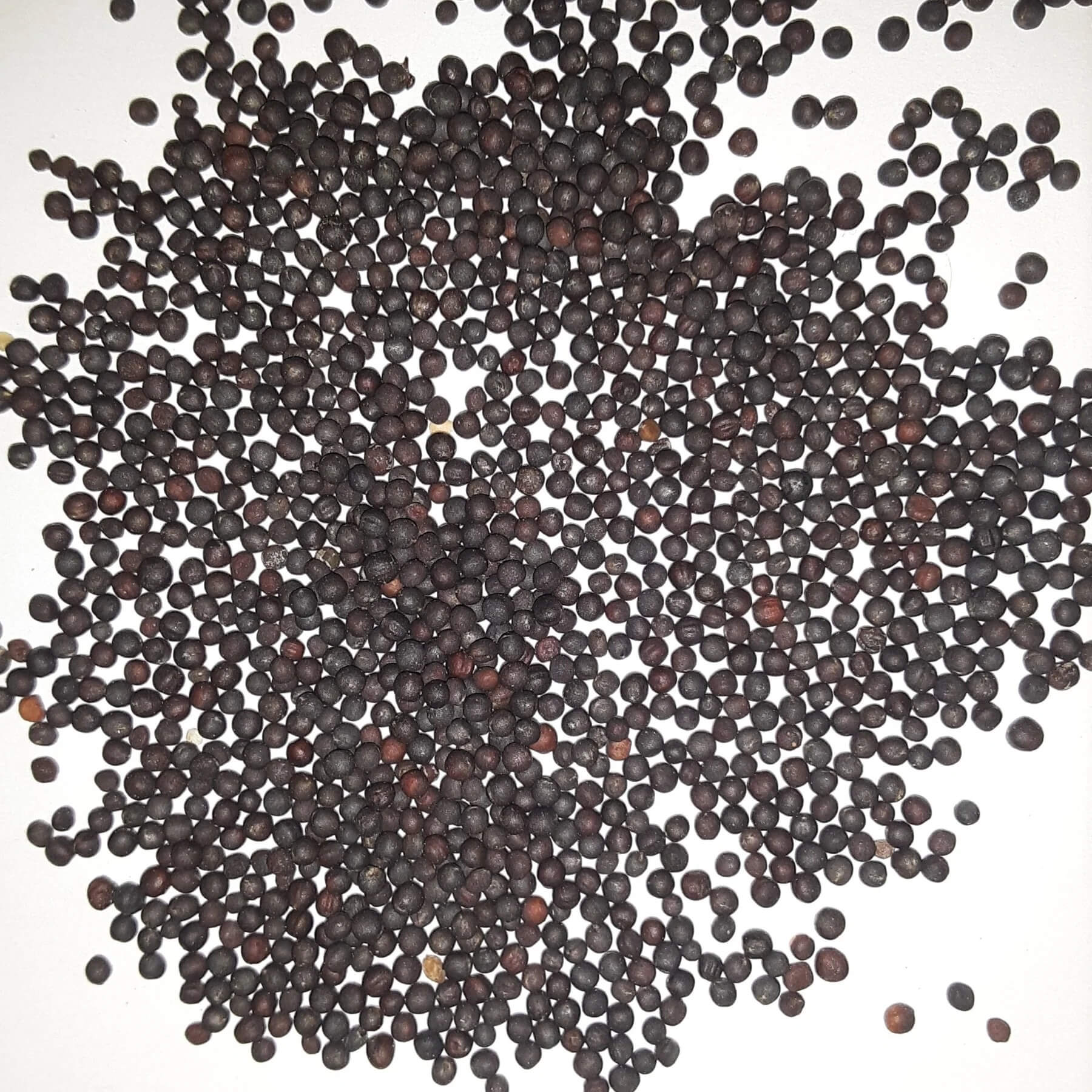 Rutabaga Seeds - All In One For Home Gardens