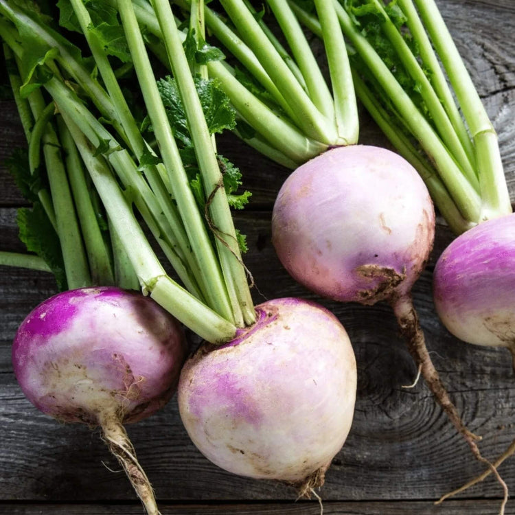 Rutabaga Seeds – Amerikanische Lila Top
