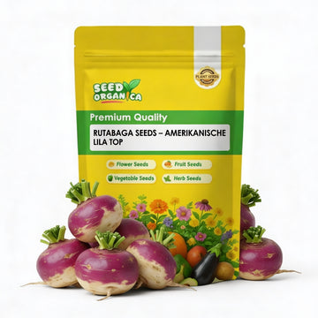 Rutabaga Seeds – Amerikanische Lila Top