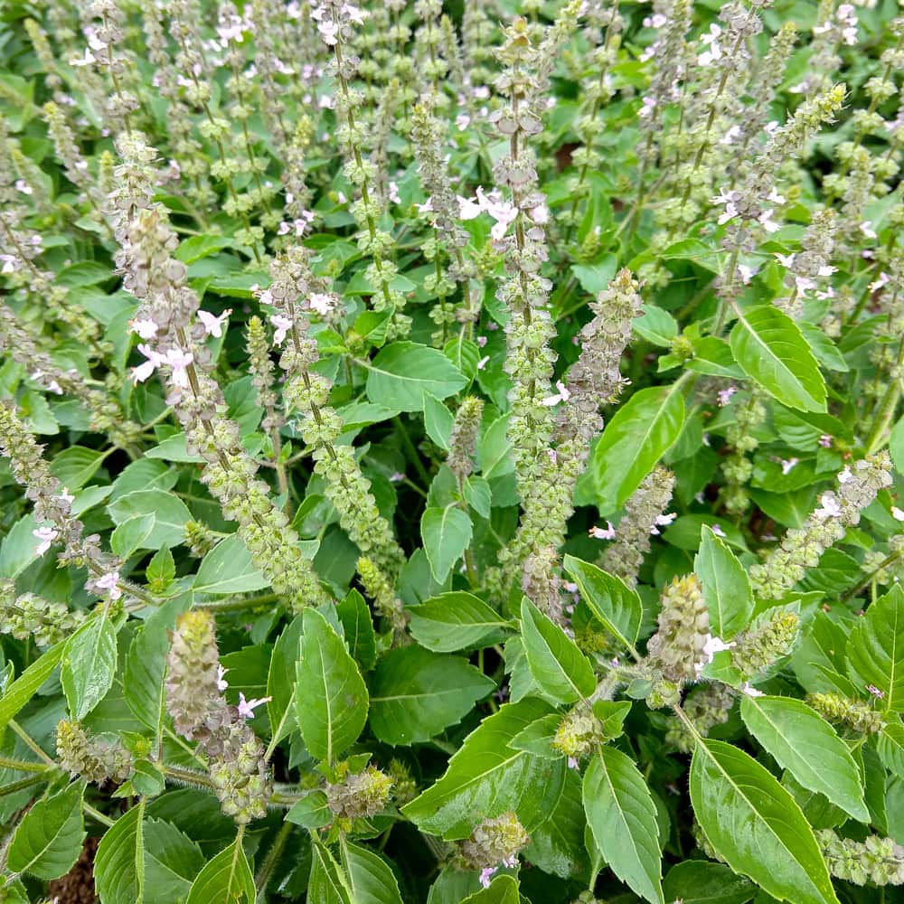 Sacred Tulasi Seeds – Holy Basil