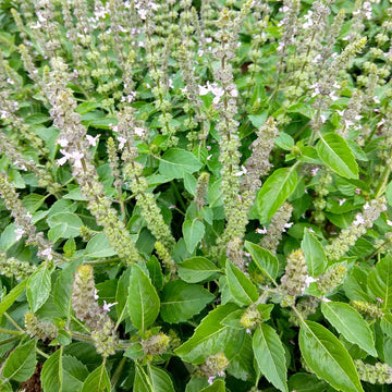 Sacred Tulasi Seeds – Holy Basil