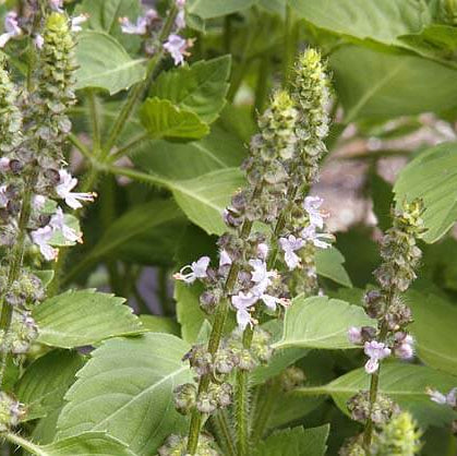 Sacred Tulasi Seeds – Holy Basil