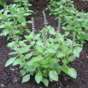Sacred Tulasi Seeds – Holy Basil