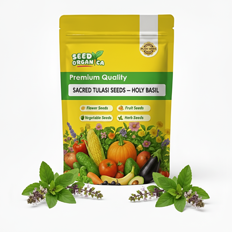 Sacred Tulasi Seeds – Holy Basil