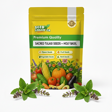 Sacred Tulasi Seeds – Holy Basil