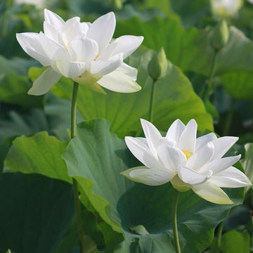 Sacred White Lotus Seeds