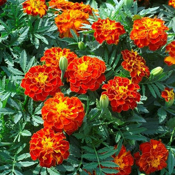 Safari Red Marigold Seeds 