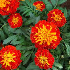 Safari Red Marigold Seeds 