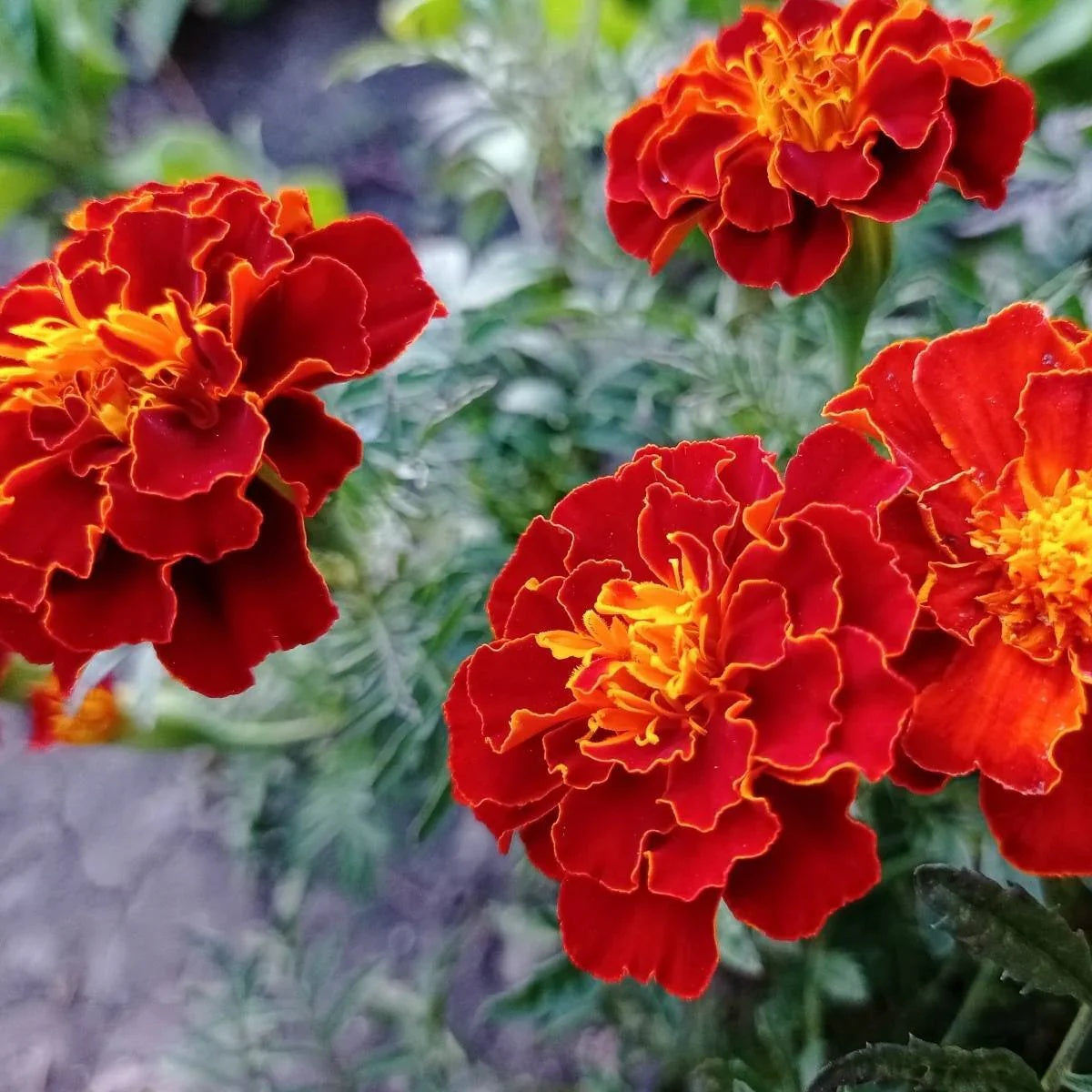 Safari Red Marigold Seeds 