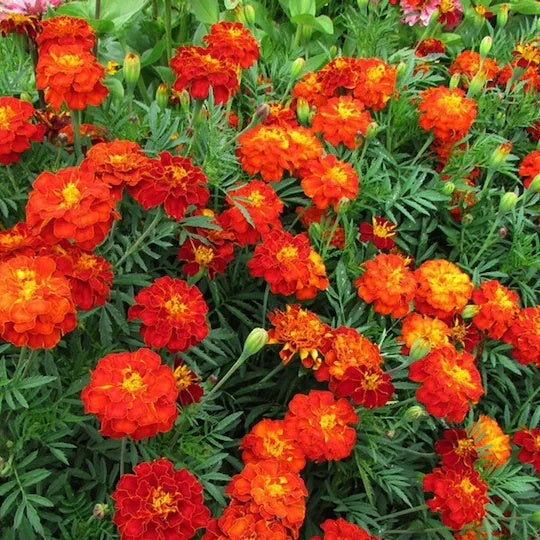 Safari Red Marigold Seeds 