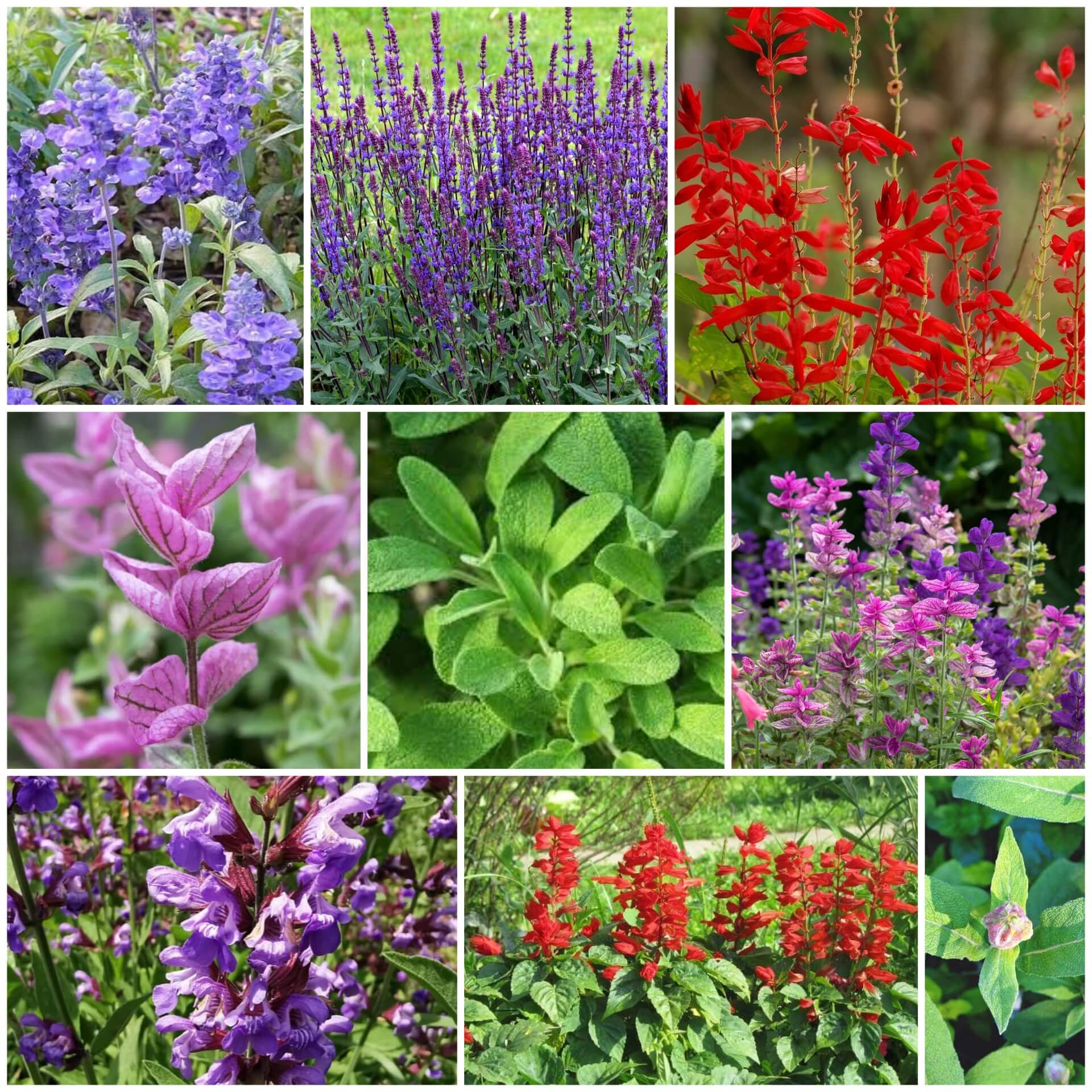 Sage Seeds - All In One For Home Gardens