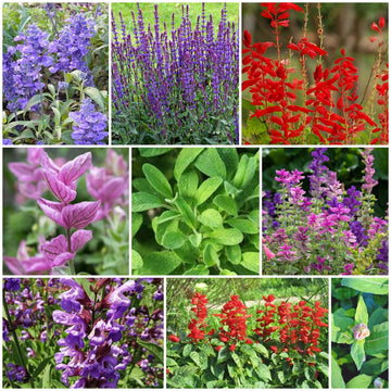 Sage Seeds - All In One For Home Gardens