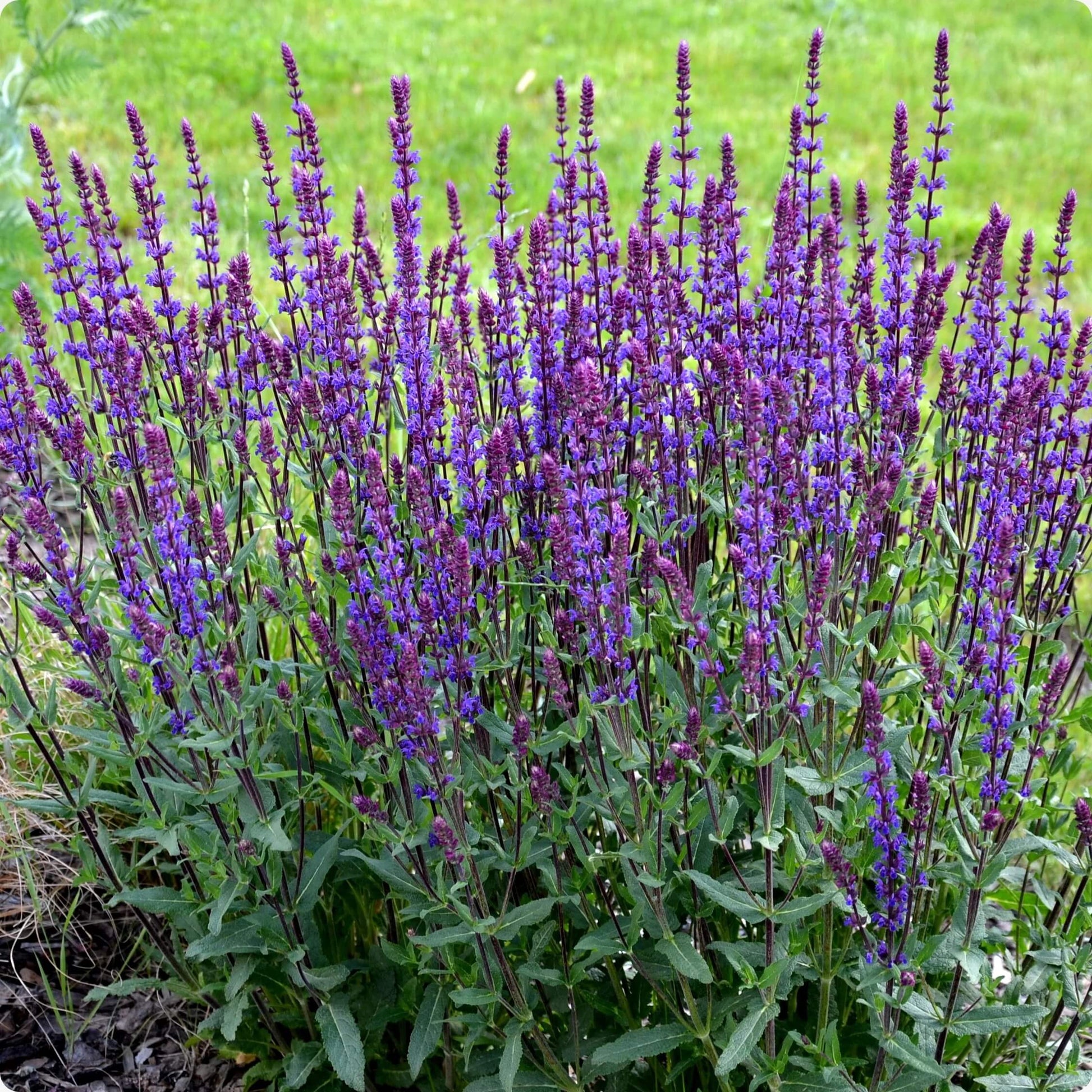 Sage Seeds - All In One For Home Gardens