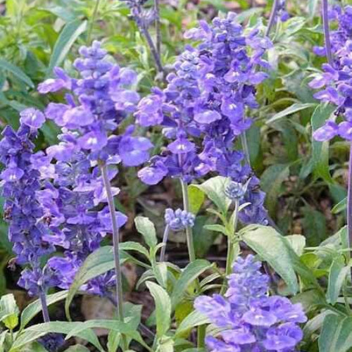 Sage Seeds - All In One For Home Gardens