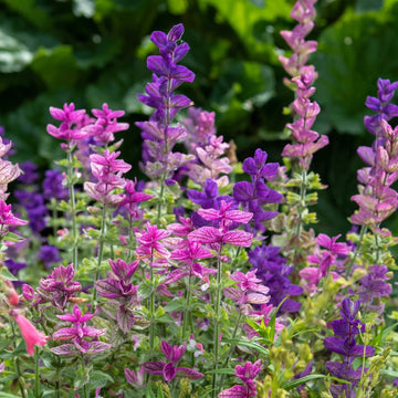 Sage Seeds - All In One For Home Gardens