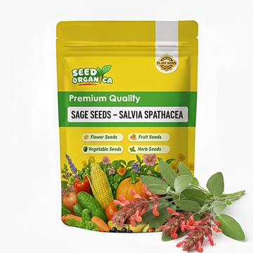 Sage Seeds – Salvia Spathacea