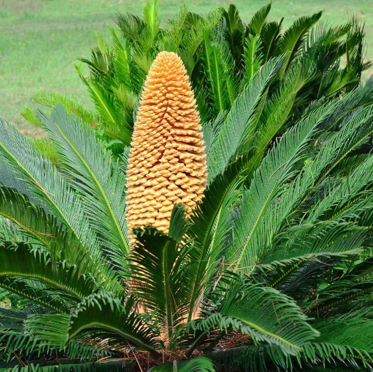 Sago Palm Seeds - Flower Plant