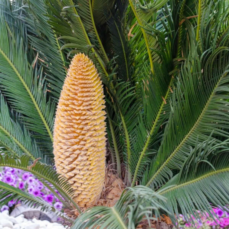 Sago Palm Seeds - Flower Plant