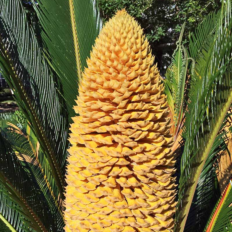 Sago Palm Seeds - Flower Plant