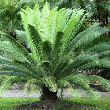 Sago Palm Seeds For Planting