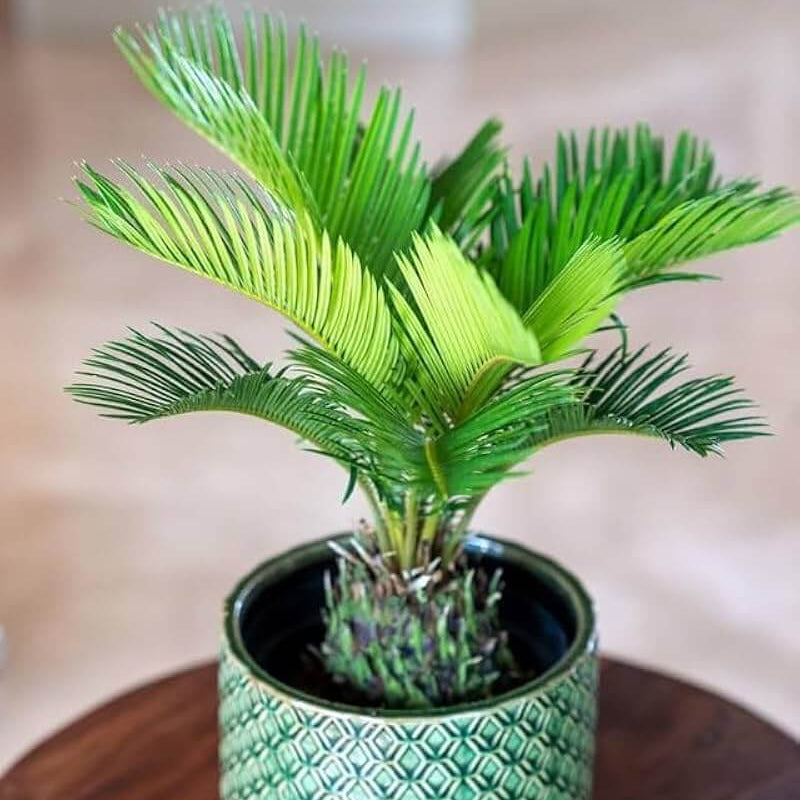 Sago Palm Seeds For Planting