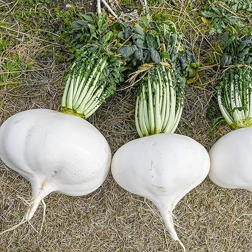 Sakurajima Mammoth Radish Seeds 