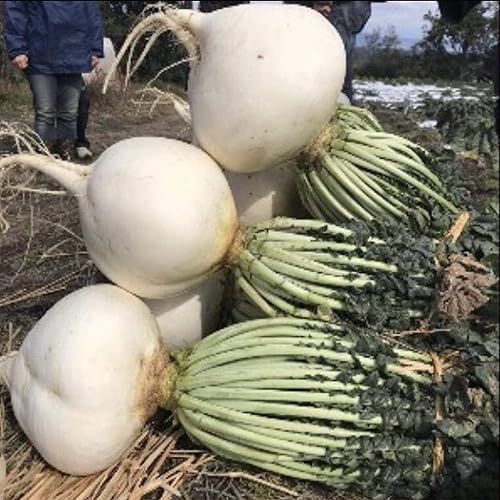 Sakurajima Mammoth Radish Seeds 