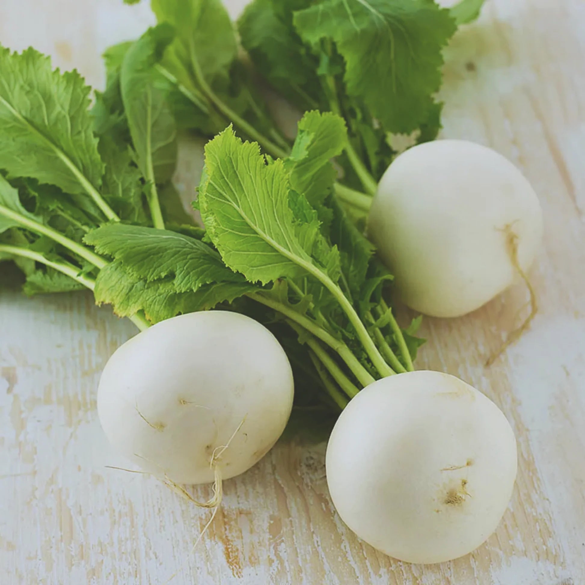 Sakurajima Mammoth Radish Seeds 