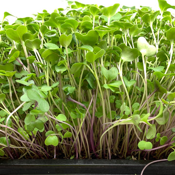 Salad Mix Microgreens Seeds