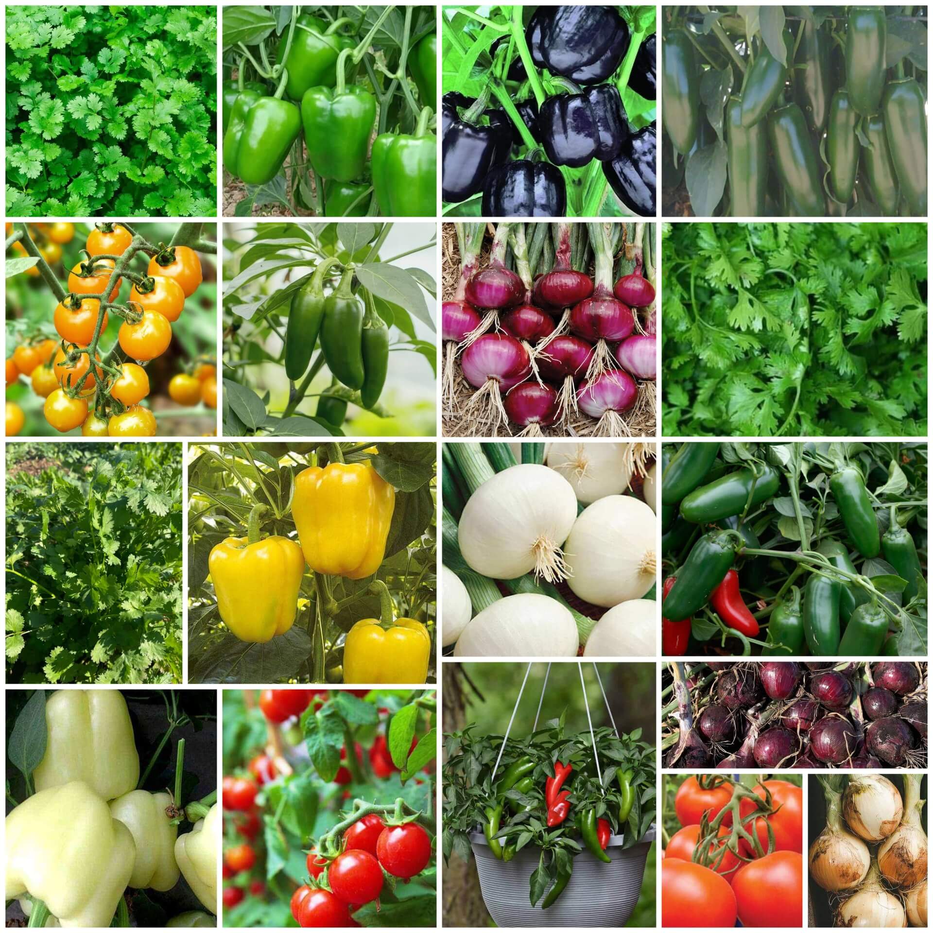 Salad Garden Kit