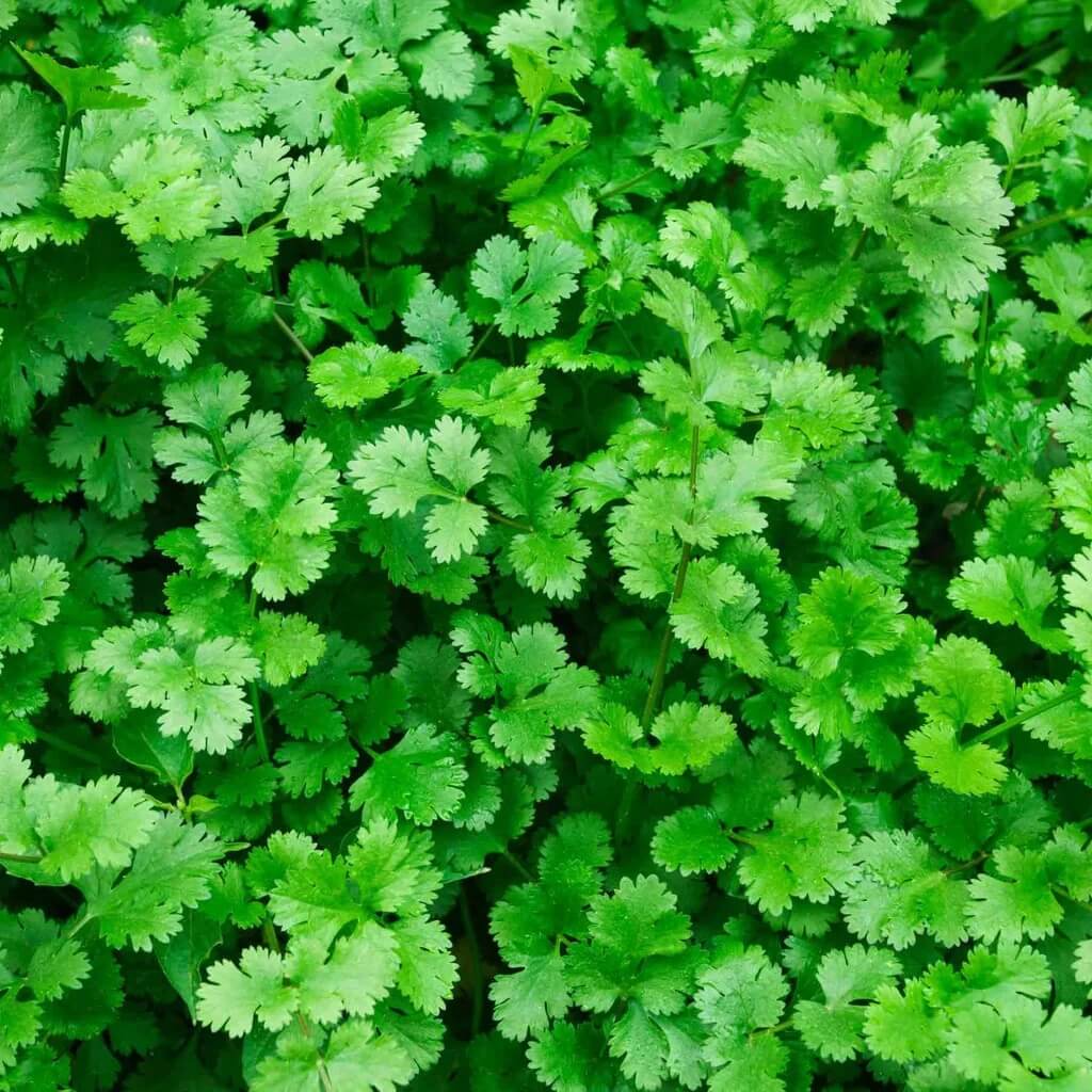Salad Garden Kit