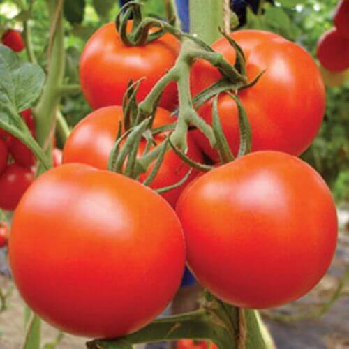 Salad Garden Kit