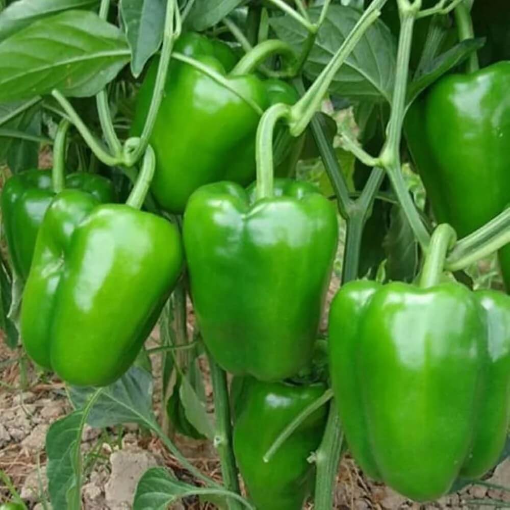 Salad Garden Kit