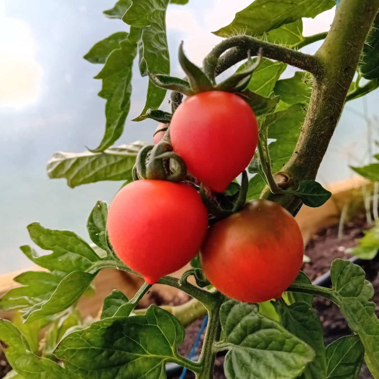 Salad Tomato Seeds