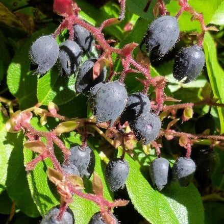 Salal Berry Seeds