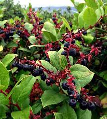 Salal Berry Seeds